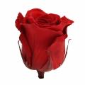 Floristik24 Infinity růže velké Ø5,5-6cm červené 6ks