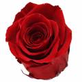 Floristik24 Infinity růže velké Ø5,5-6cm červené 6ks