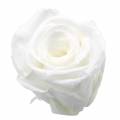 Floristik24 Konzervované růže střední Ø4-4,5cm bílé 8ks