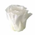 Floristik24 Konzervované růže střední Ø4-4,5cm bílé 8ks