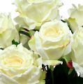 Floristik24 Kytice růží bílá, krémová 55cm