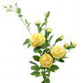 Floristik24 Větev růže žlutá 100cm