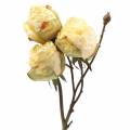 Floristik24 Umělá ratolest růže krémově bílá 45cm