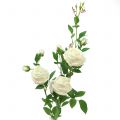 Floristik24 Krém z růží / růže 100 cm