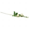 Floristik24 Krém z růží / růže 100 cm