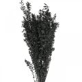 Floristik24 Ruscus větve dekorativní větve sušené květiny černé 200g