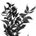 Floristik24 Ruscus větve dekorativní větve sušené květiny černé 200g