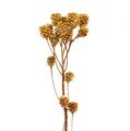 Floristik24 Salignum větev světlý leucadendron květy na větvi 25 kusů