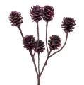 Floristik24 Salignum větve se šiškami Berry 25ks