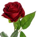 Floristik24 Sametově růže červená 65cm 6ks