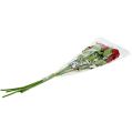 Floristik24 Sametově růže červená 65cm 6ks