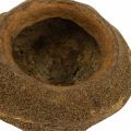 Květináč s oříšky Paradise Natural Sapucaia Ø14cm H10cm 3 ks | Floristik24.cz