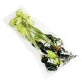 Floristik24 Šachový květ zelený s kořeny L30cm