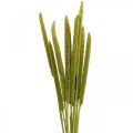 Floristik24 Rákos deko rákosová tráva sušená zelená H60cm trs