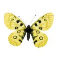 Floristik24 Motýl žlutý na klipu 11cm 6ks