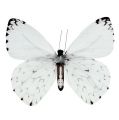 Floristik24 Motýl bílý 20cm na drátě 2ks