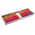 Floristik24 Jarní, péřoví motýlci se slídou, deko motýl červená, oranžová, růžová, fialová 4×6,5cm 24ks