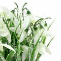 Floristik24 Sněženky v matném květináči 25 cm
