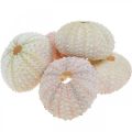 Floristik24 Námořní dekorace mořský ježek bydlení růžové, bílé sypání 55 kusů