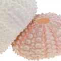 Floristik24 Námořní dekorace mořský ježek bydlení růžové, bílé sypání 55 kusů