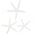 Floristik24 Dekorace hvězdice bílá, přírodniny, námořní dekorace 10-12cm 14ks