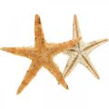 Floristik24 Hvězdice rozptylová dekorace home deco mini hvězdice příroda 2-4cm 50p
