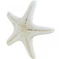 Floristik24 Hvězdice dekorace bílá, sušená hvězdice pro ruční práce 7-11cm 15ks