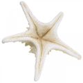 Floristik24 Deco hvězdice velká sušená bílá hvězdice s knoflíky 19-26cm 5ks