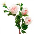 Floristik24 Hedvábný květ pivoňka umělá světle růžová, bílá 135cm