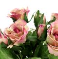 Floristik24 Hedvábná látka květiny kytice růže L26cm stará růže 3ks