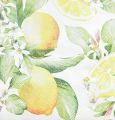 Floristik24 Ubrousky bílé s citrony letní dekorace 33x33cm 20ks