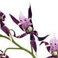 Floristik24 Pavoučí orchidej Brassia fialová 108cm 3ks