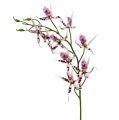 Floristik24 Pavoučí orchideje Brassia Pink-White 108cm 3ks