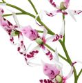 Floristik24 Pavoučí orchideje Brassia Pink-White 108cm 3ks