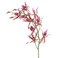 Floristik24 Pavoučí orchidej růžovo-oranžová 108cm 3ks