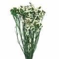 Floristik24 Svazek sušených květů mořská levandule bílá 40–55 cm 120g