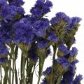 Floristik24 Svazek mořské levandule, sušené květy, mořská levandule, Statice Tatarica Blue L46–57cm 23g