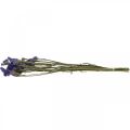 Floristik24 Svazek mořské levandule, sušené květy, mořská levandule, Statice Tatarica Blue L46–57cm 23g