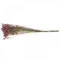 Floristik24 Statice, mořská levandule, sušený květ, kytice růžová, L52cm 23g
