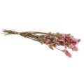 Floristik24 Beach Lilac Pink Limonium Sušené květiny 60cm 50g