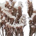 Floristik24 Plážový šeřík bílé Limonium sušené květiny 60cm 35g