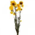 Floristik24 Sušený květ Žlutý slámový květ Helichrysum Suchá dekorace Parta 50cm 45g