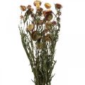 Floristik24 Slámový květ Žlutý, Červený sušený Helichrysum sušený květ 50cm 60g
