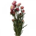 Floristik24 Strawflower Růžové sušené Helichrysum svazek sušených květin 45cm 45g