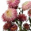 Floristik24 Strawflower Růžové sušené Helichrysum svazek sušených květin 45cm 45g