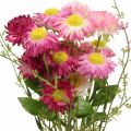 Floristik24 Rhodanthe růžovo-růžová, hedvábné květy, umělá rostlina, svazek slaměných květů L46cm