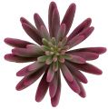 Floristik24 Sukulentní rostlina 15 cm fialová