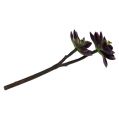 Floristik24 Sukulentní rostlina tmavě fialovo-šedá Ø7cm, Ø10cm H30cm