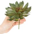 Umělý sukulent jako dekorativní rostlina, zelený, 18 cm, 3 kusy | Floristik24.cz