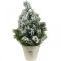 Floristik24 Mini vánoční stromek v květináči uměle zasněžovaný Ø18cm H32cm